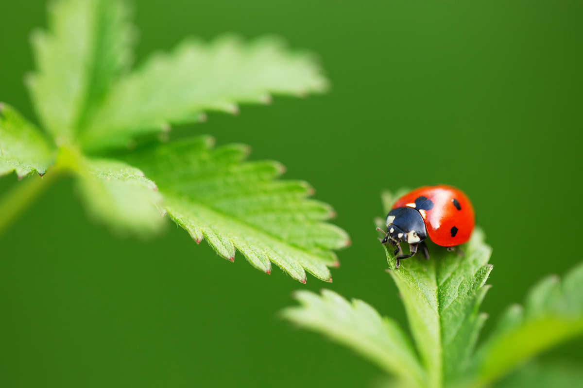 Ladybug on Leaf