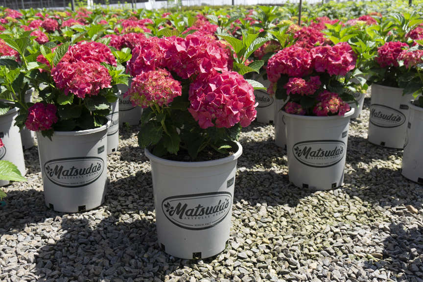 Hydrangea macrophylla assorted pink