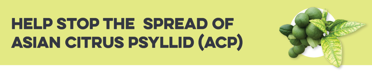 Help stop the spread of Asian Citrus Psyllid (ACP)