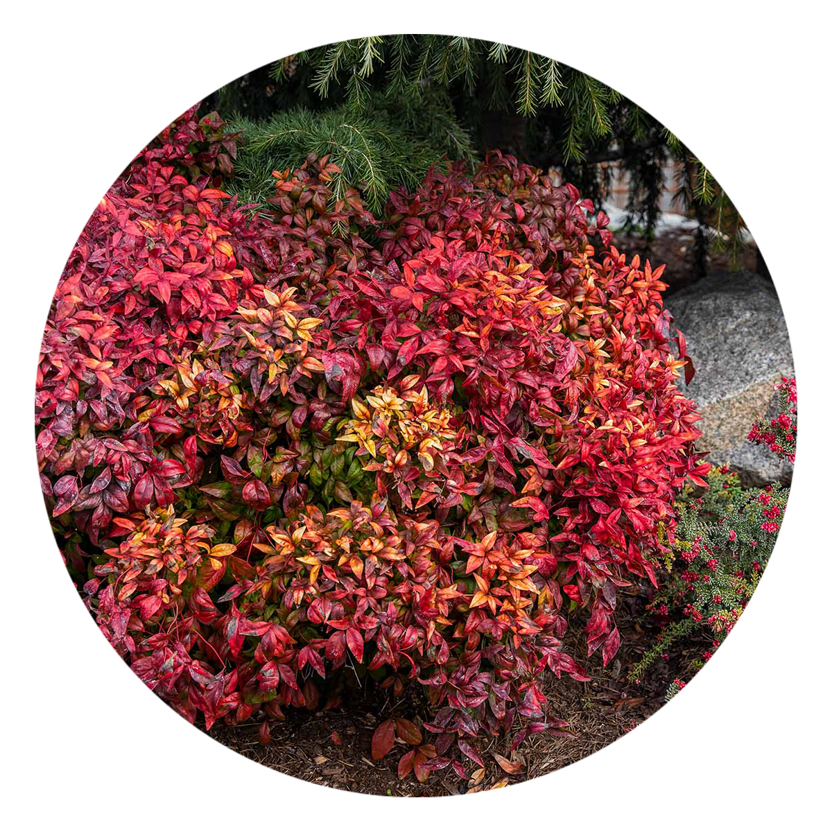 Nandina 'Firepower'