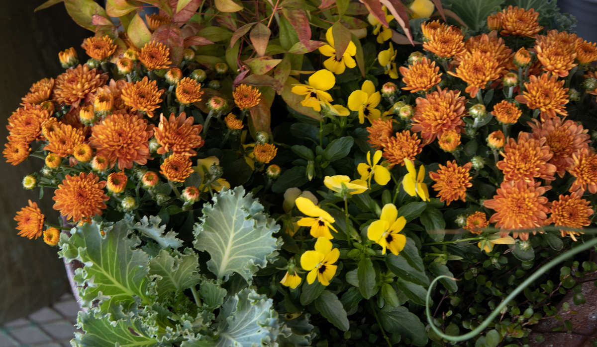 Fall Flower arrangement featuring Chrysanthemums, Heavenly Bamboo, Violas and Ornamental Cabbage