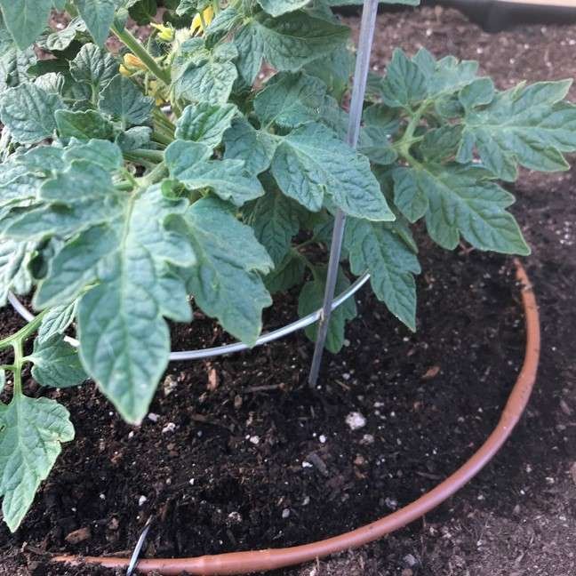 Tomato plant with drip irrigation