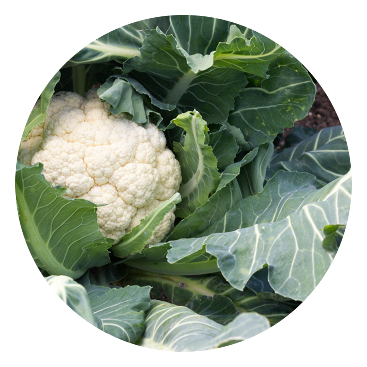 Cauliflower