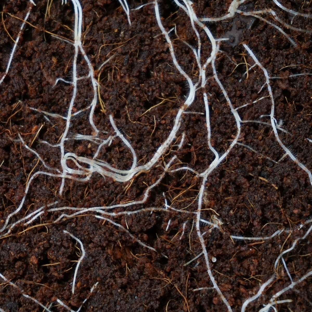Roots in Soil