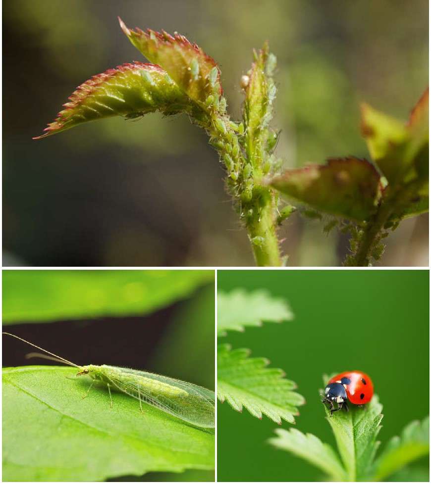 Aphids on green foliage. Lacewing. Ladybug.