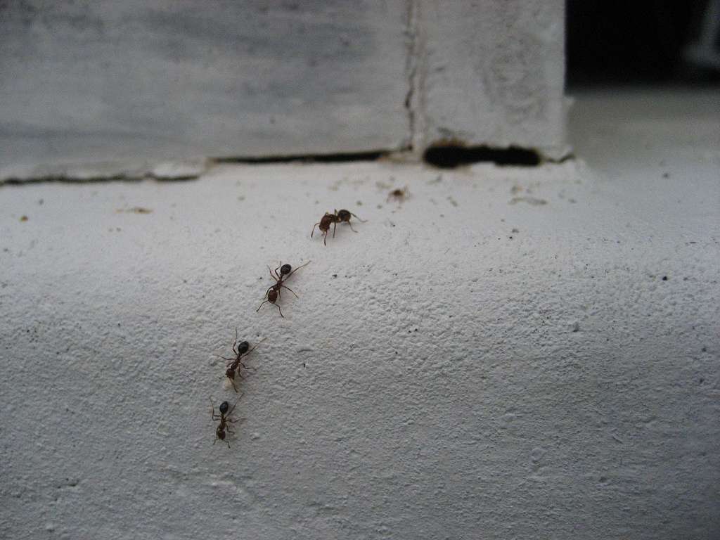 Line of ants 