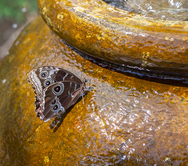 Butterfly drinks water from running fountain