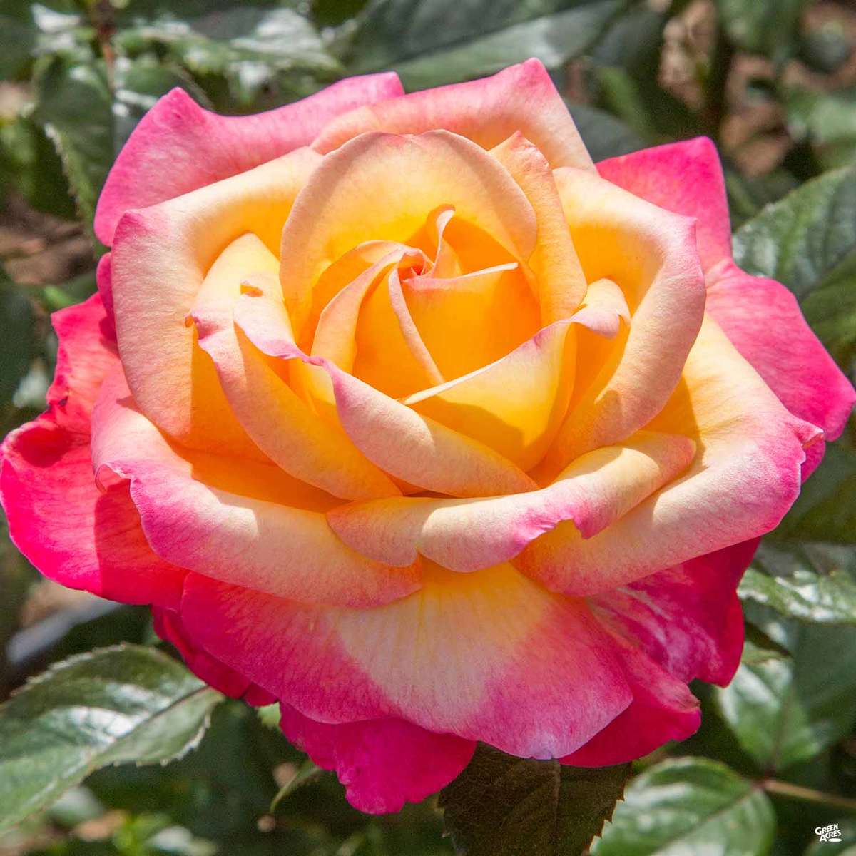 Rose Hybrid Tea Enchanted Peace