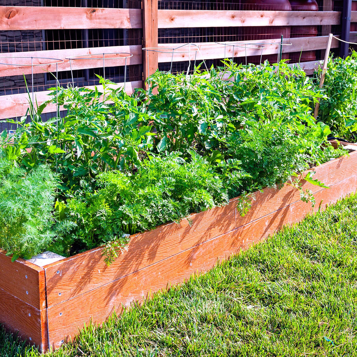Vegetable garden in raised bed