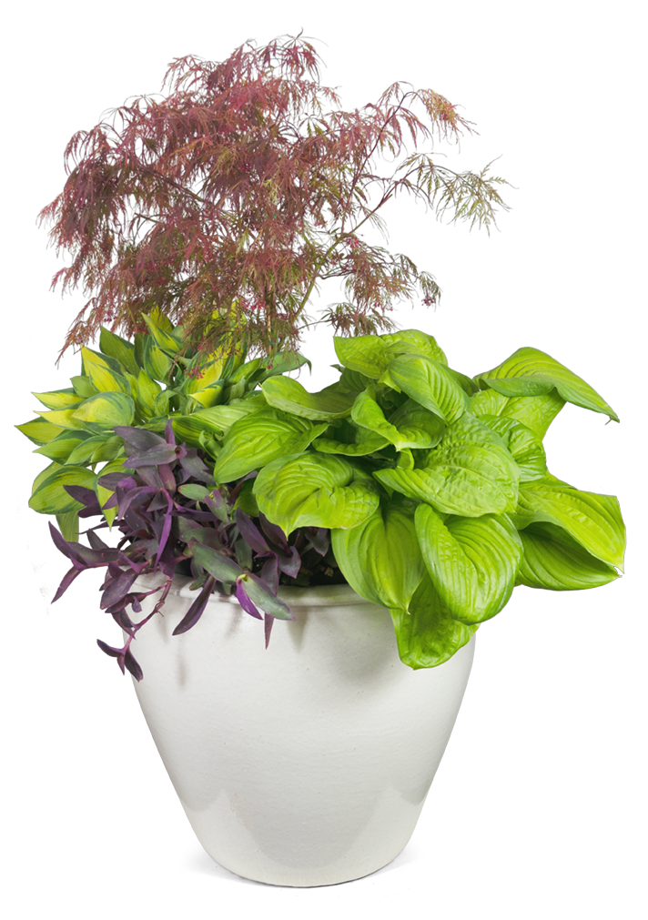 Japanese Maple, Hostas and Purple Hearts planted in a pot