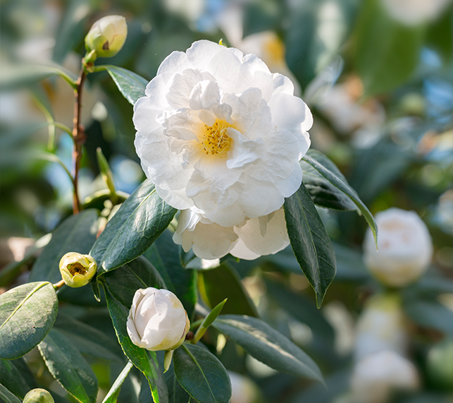 White Camellia