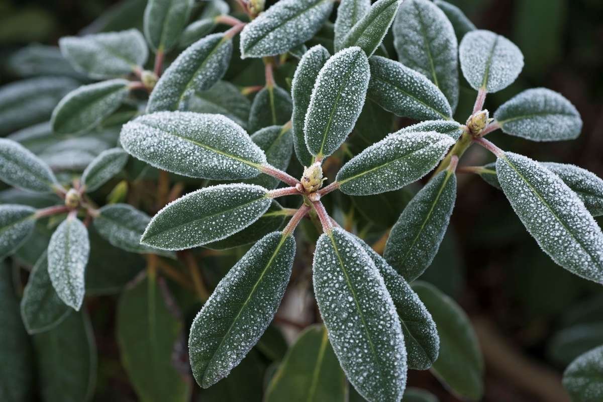 Frost on Rhododendron leaves