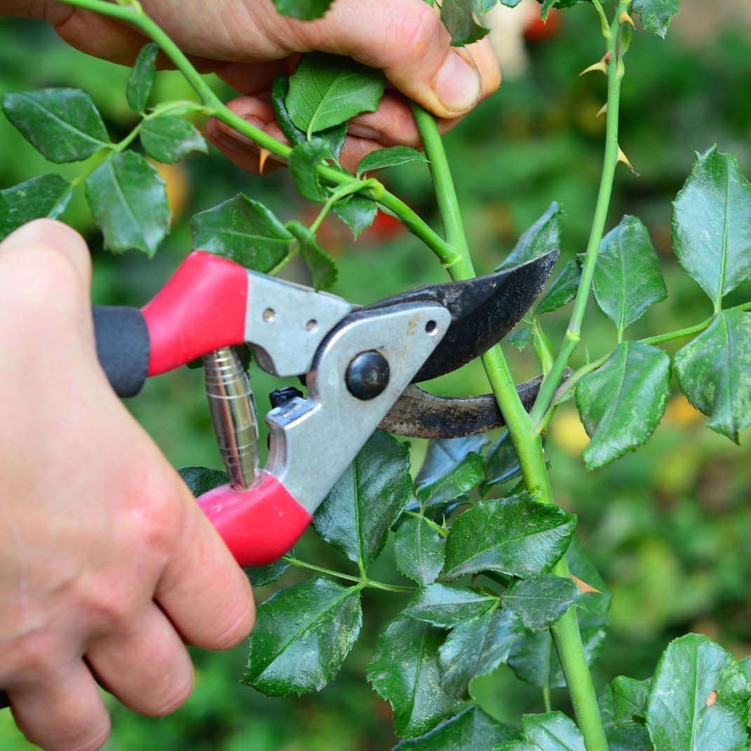 Pruning rose bush
