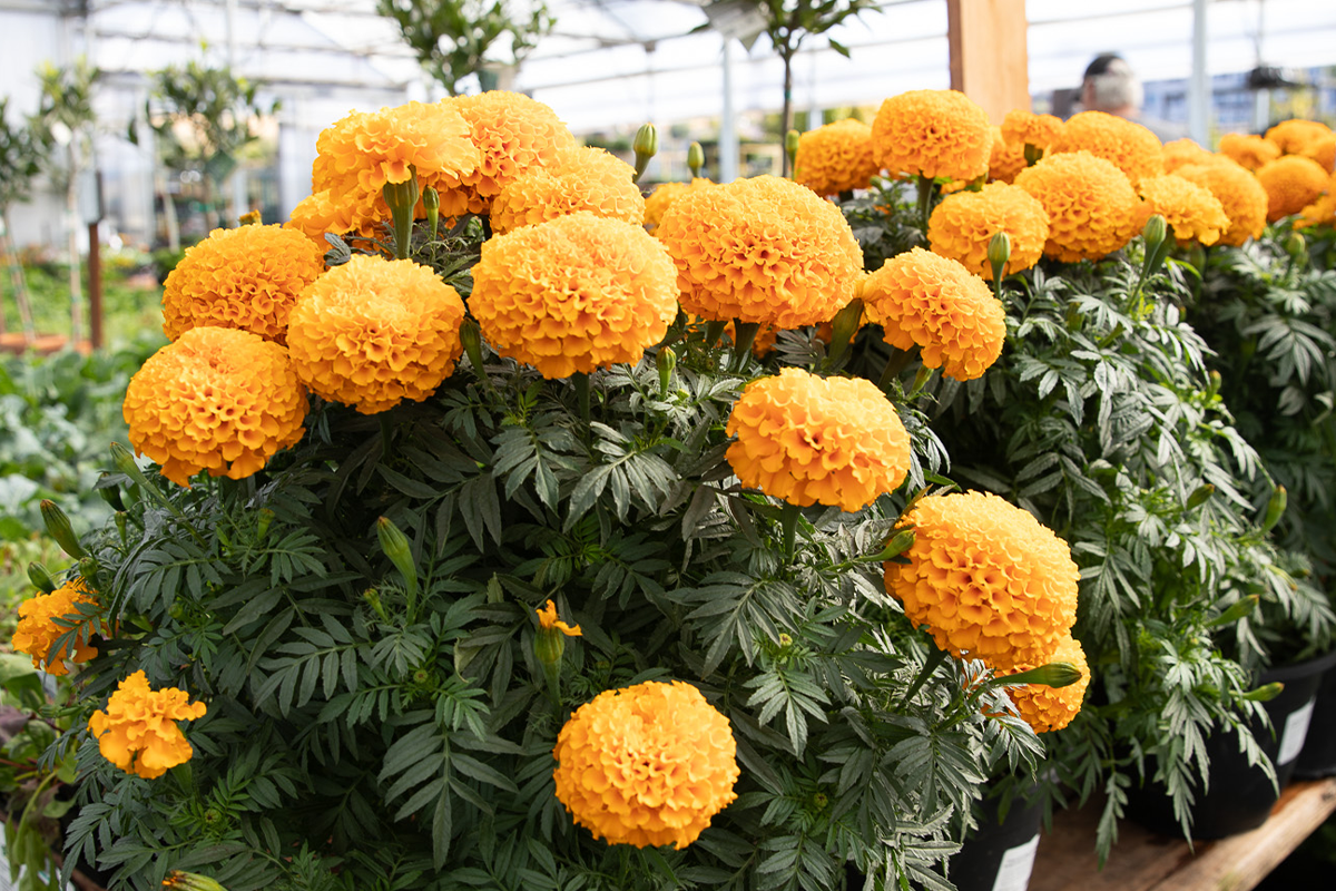 Marigolds In The Nursery