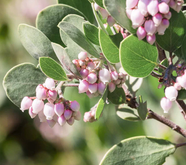 Manzanita 'Howard McMinn'