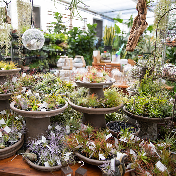 Display of Air Plants