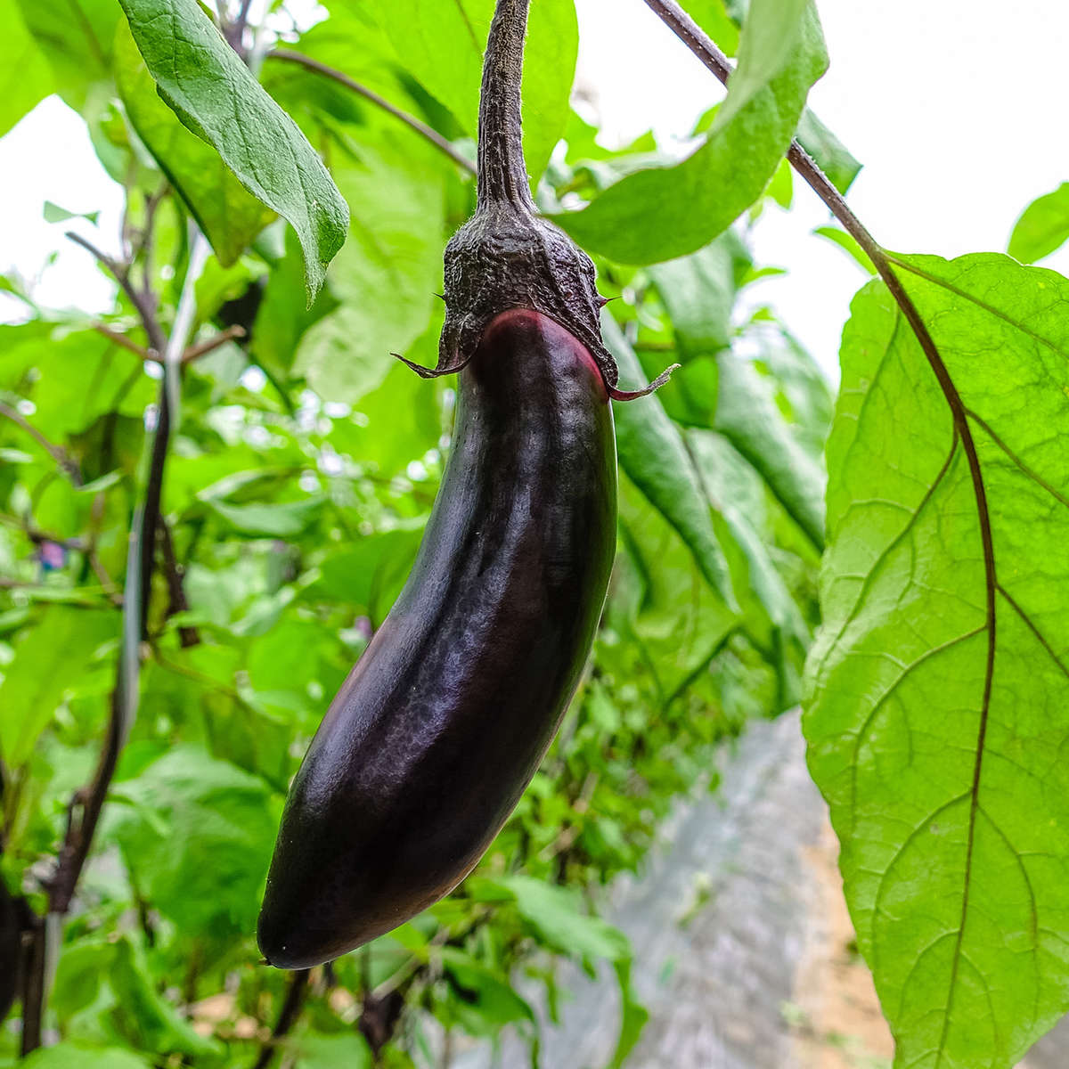 Japanese eggplant on vine