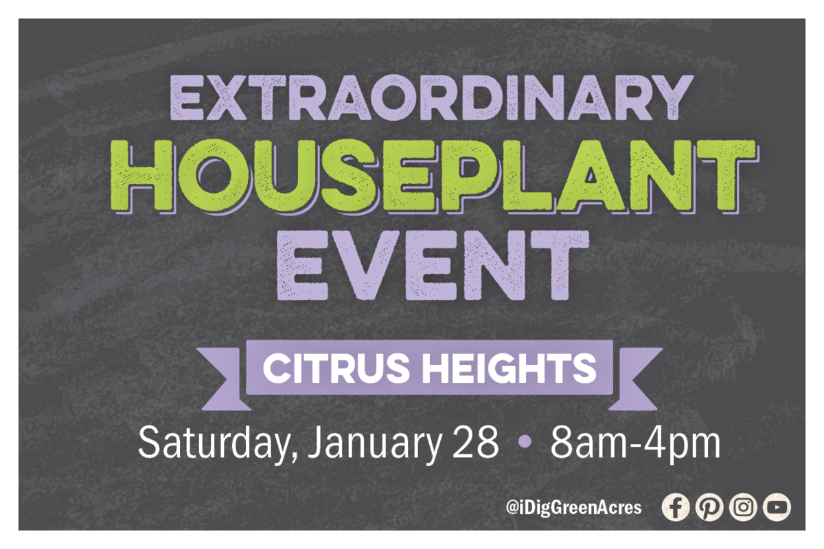Extraordinary Houseplant Event at Citrus Heights. Saturday, January 28 from 8am to 4pm.