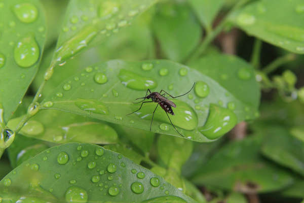 Mosquito on leaves with dew drops Mosquito on leaves with dew drops