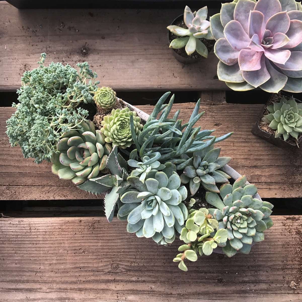 Monochromatic succulent bowl in hades of green