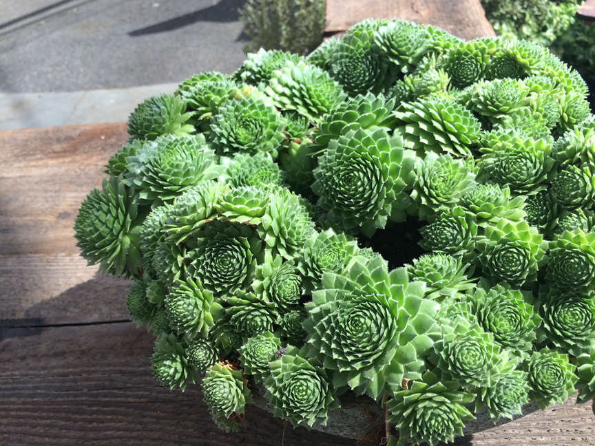 Hens and Chicks