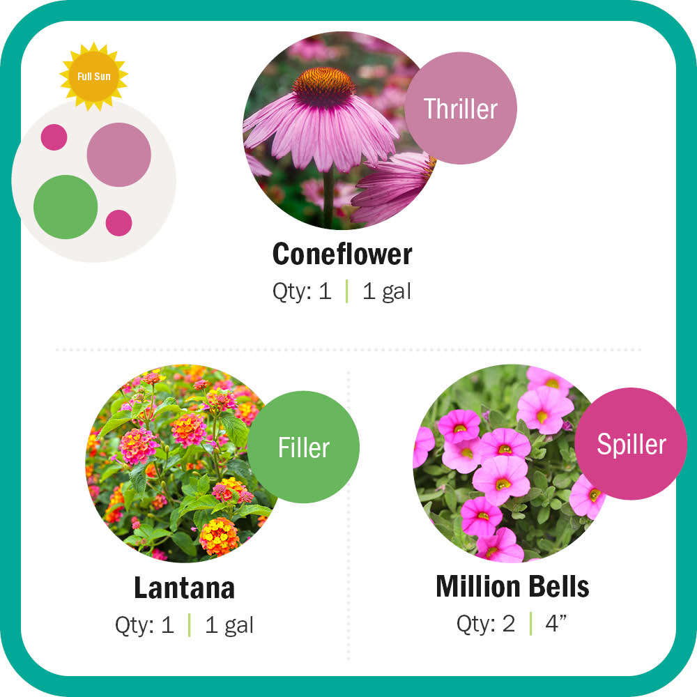 Coneflower, Lantana, Million Bells