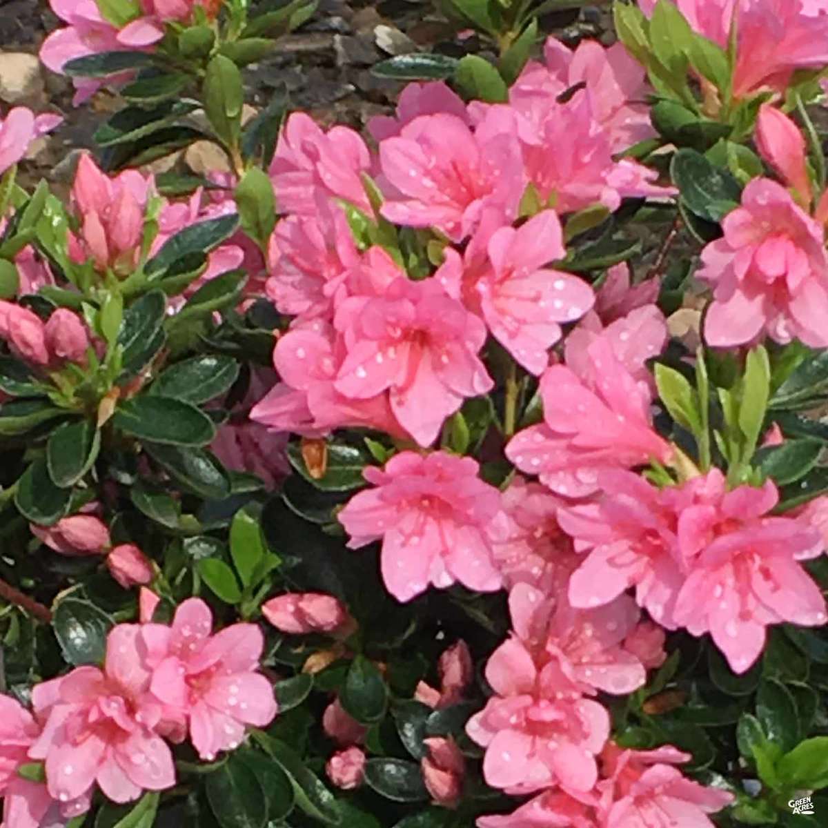 Azalea Coral Bells