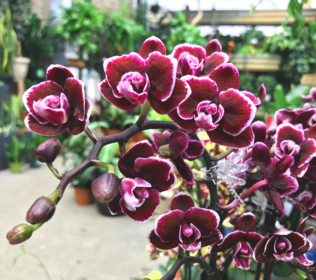 Magenta and Burgundy colored orchid blooms hanging from stalk 