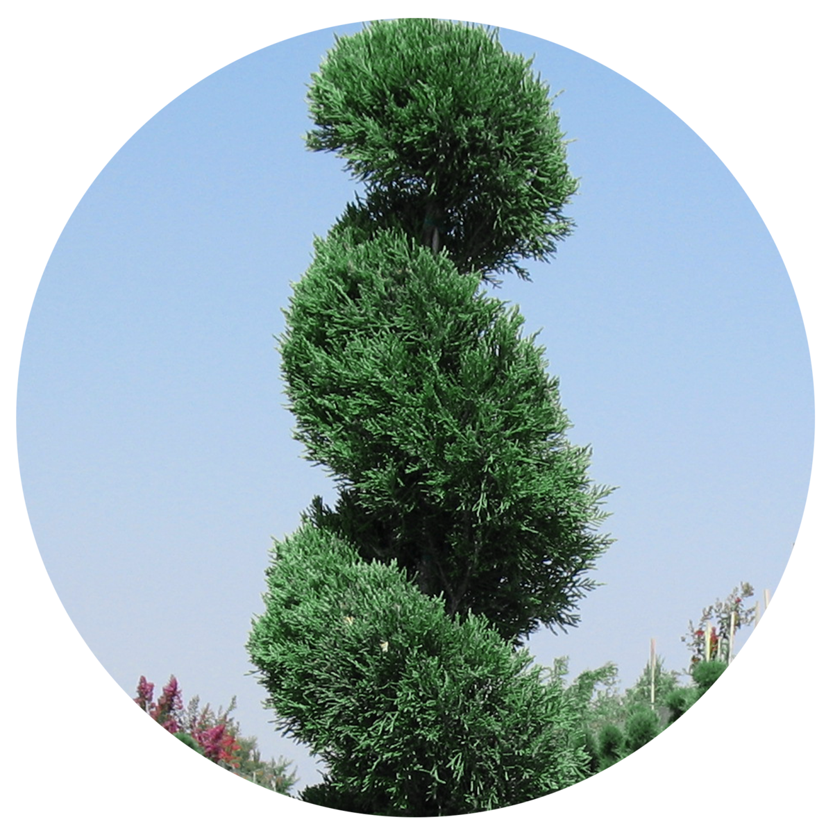 Juniper 'Blue Point' Spiral