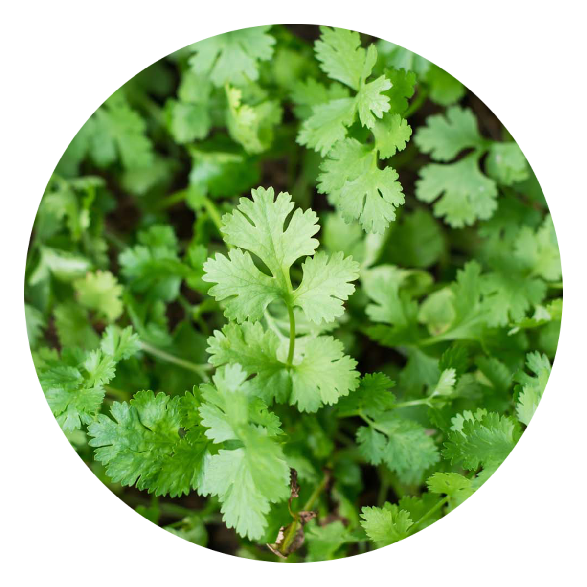 Cilantro