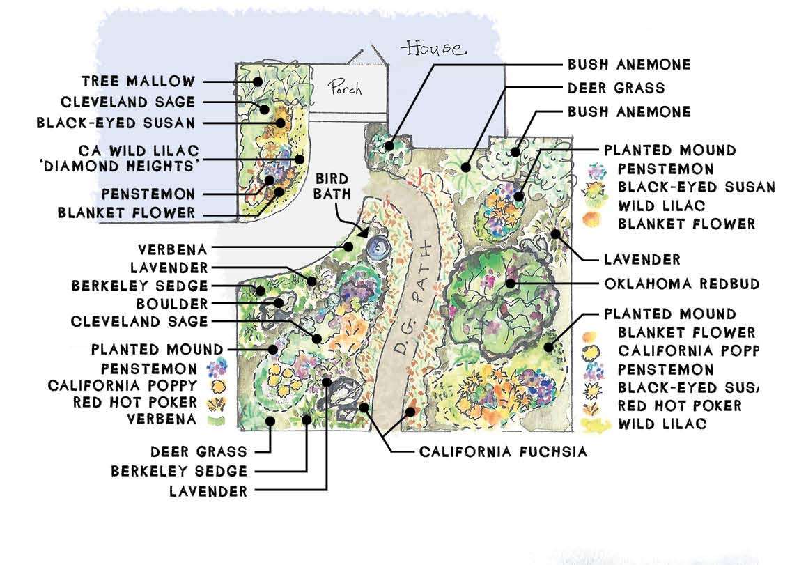 CA Native-Inspired Plant Diagram