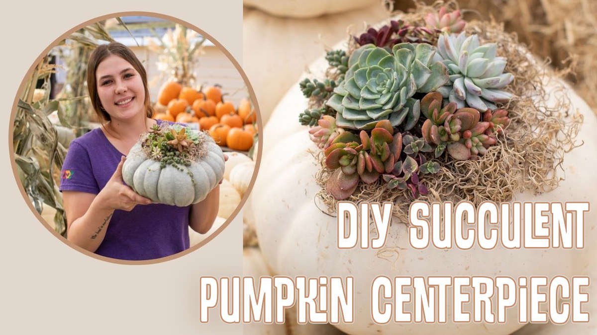 DIY Succulent Pumpkin Centerpiece