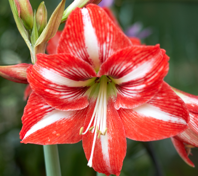 Red and white bloom of amaryllis flower