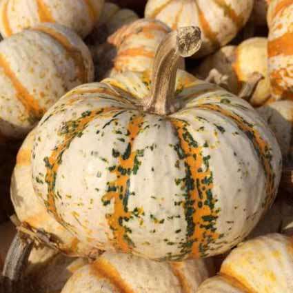 Lil' Pump-ke-Mon Pumpkin Lil' Pump-ke-Mon Pumpkin