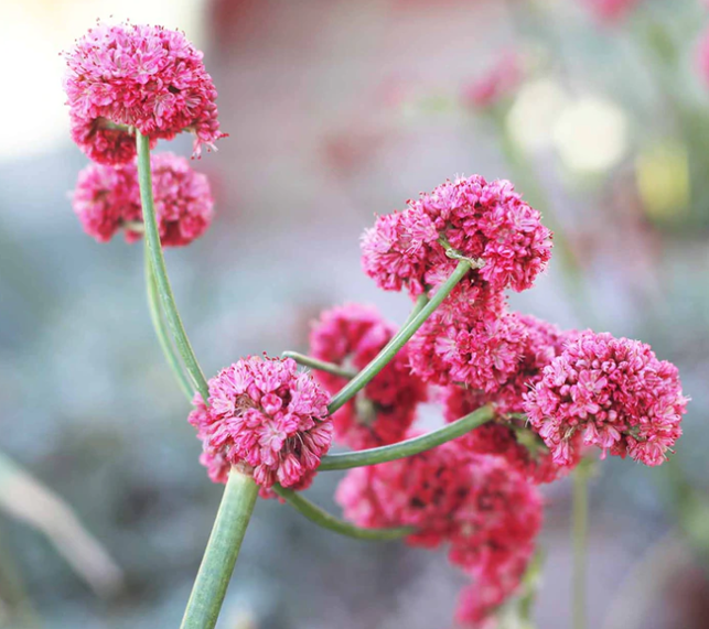 California Red Buckwheat