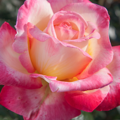 Enchanted Peace Hybrid Tea Rose Enchanted Peace Hybrid Tea Rose