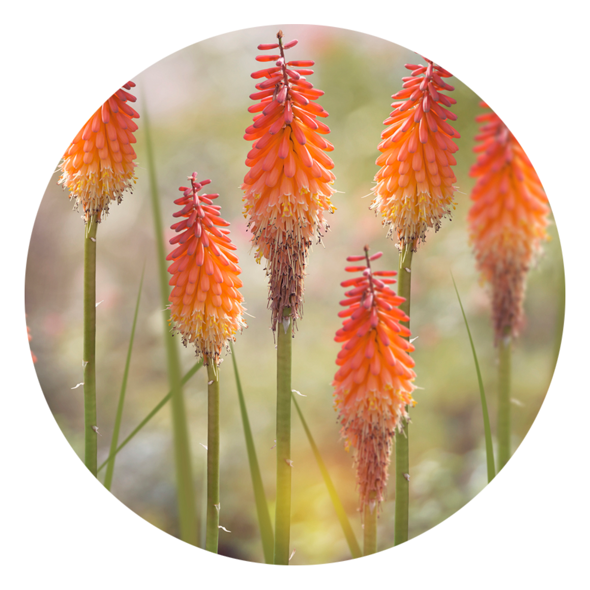 View Here: Red Hot Poker