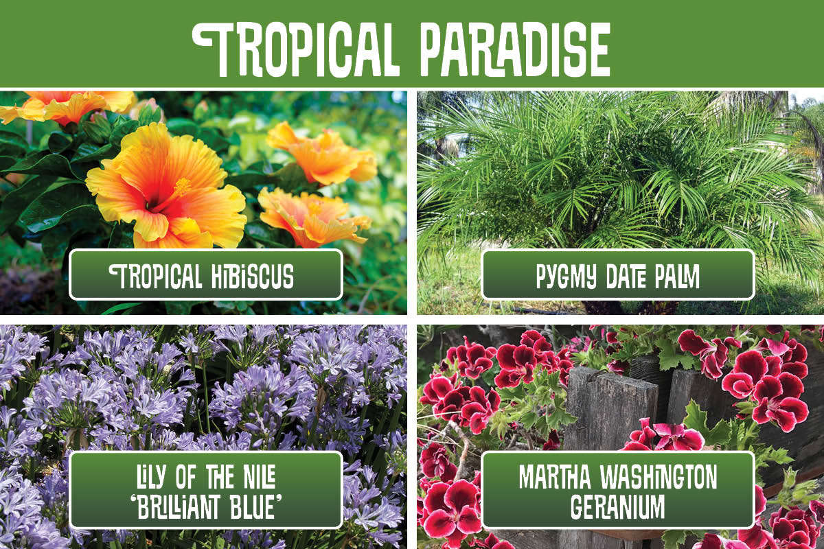 Tropical Paradise planting recipe