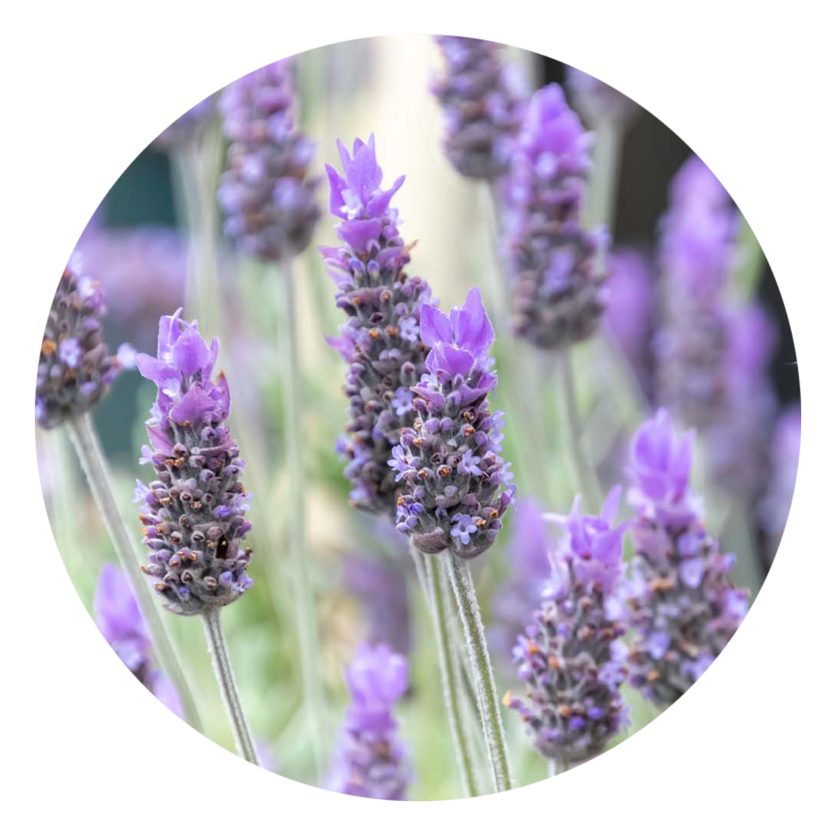 View Here: Lavender