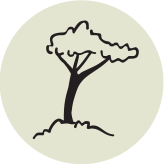 icon showing a sketch of a tree