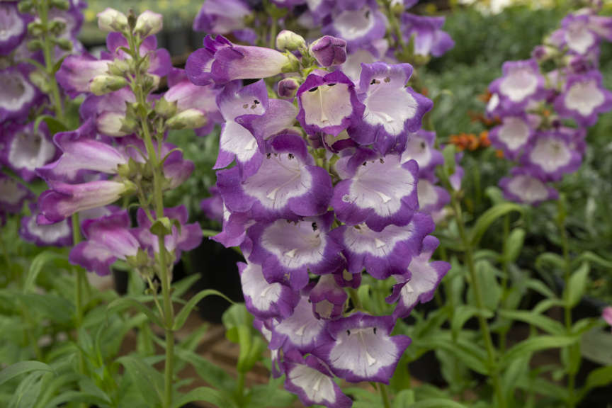 Penstemon Blue Taffy