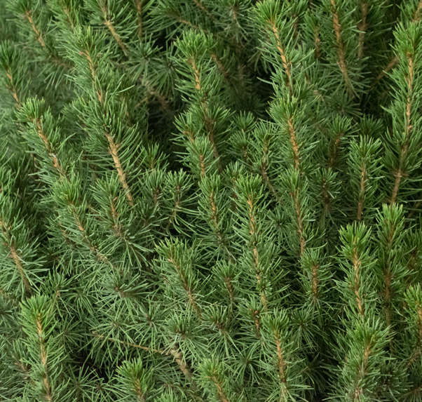 Dwarf Alberta Spruce Dwarf Alberta Spruce