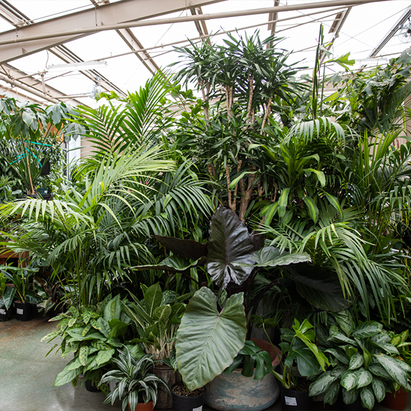 Elk Grove Greenhouse with tropical houseplants