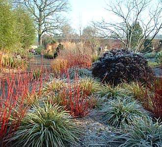 Spikey plants in a winter garden