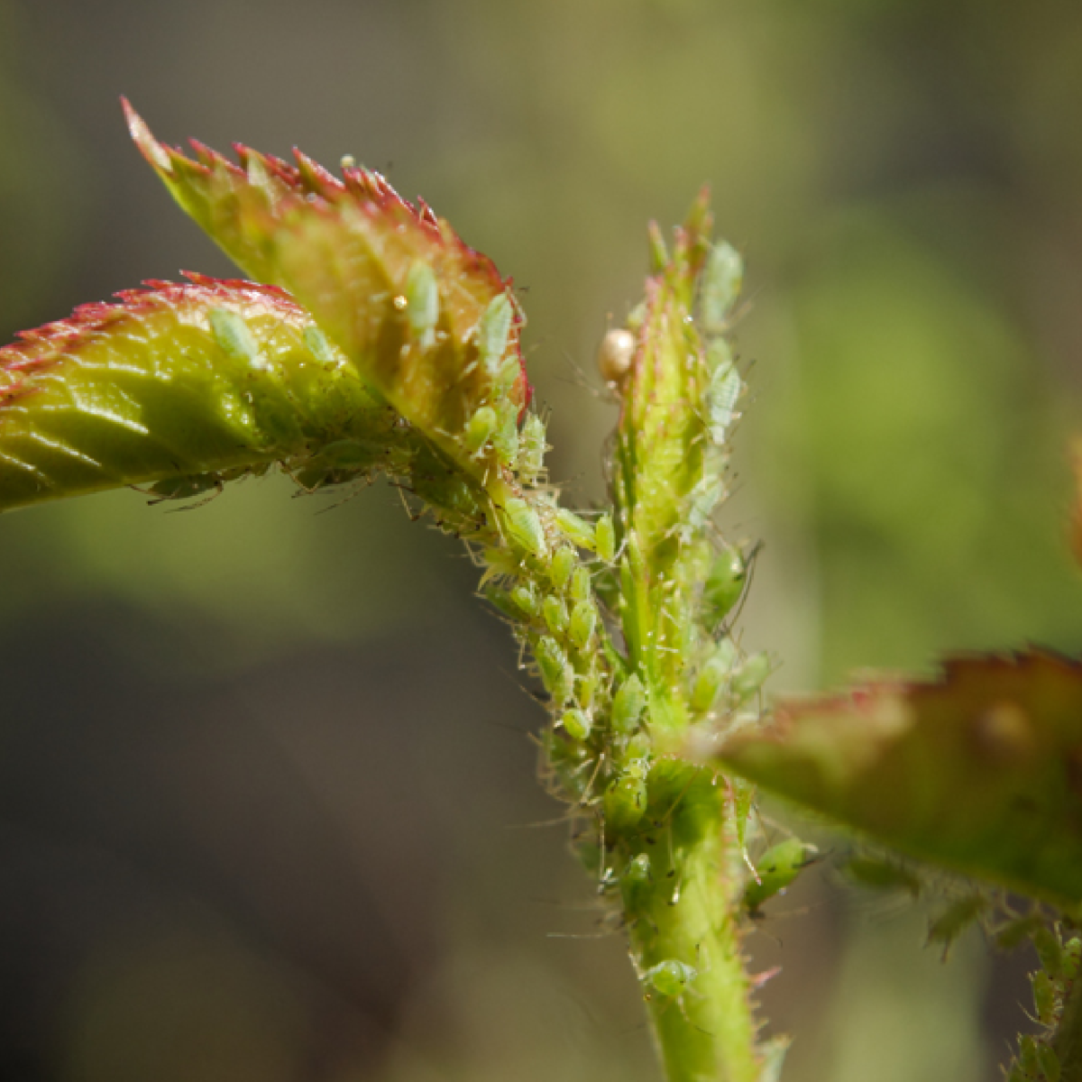 Aphids on a rose bush