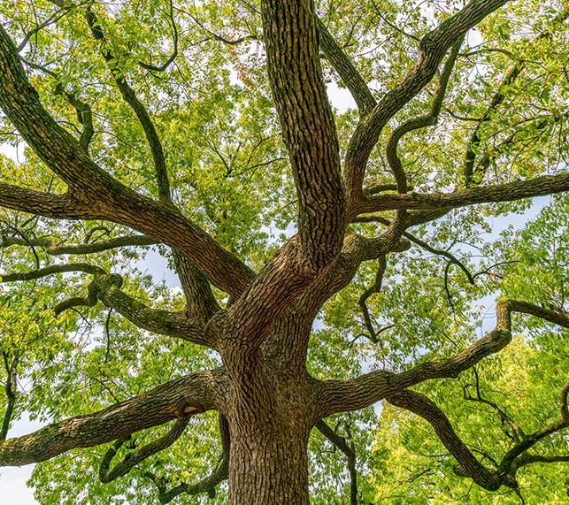 Large legacy tree in lawn