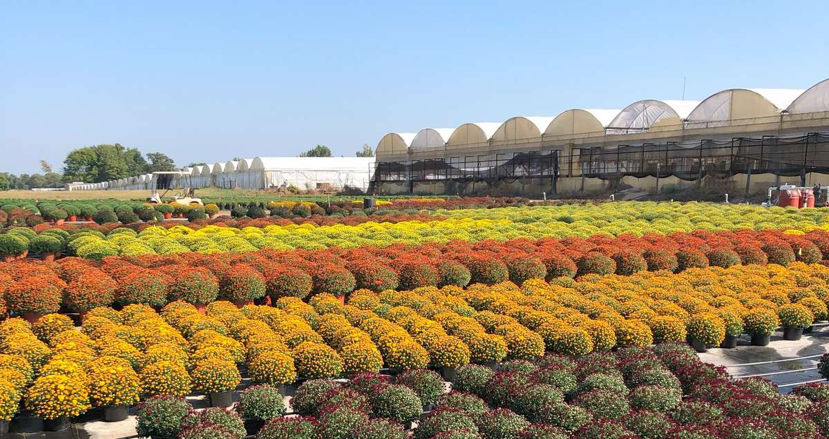 Powell Plants Nursery 