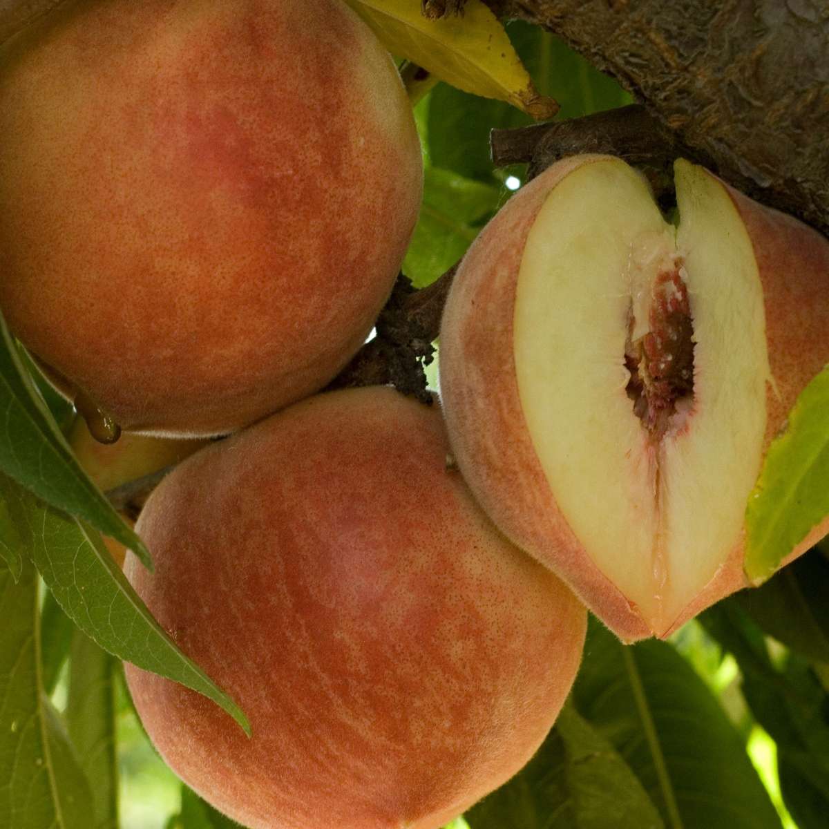 Peach Babcock White