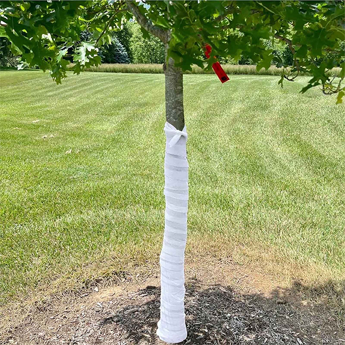 Tree trunk wrapped to protect against sun