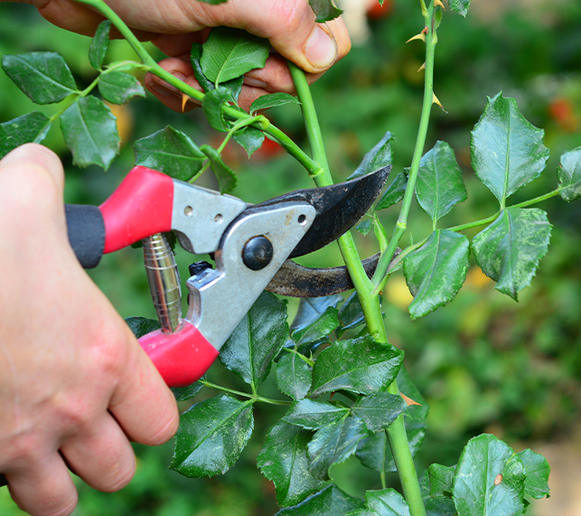 Rose Pruning